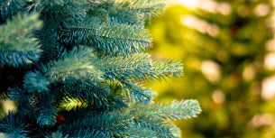 Zo kies je in 7 stappen de juiste kunstkerstboom voor jouw huis