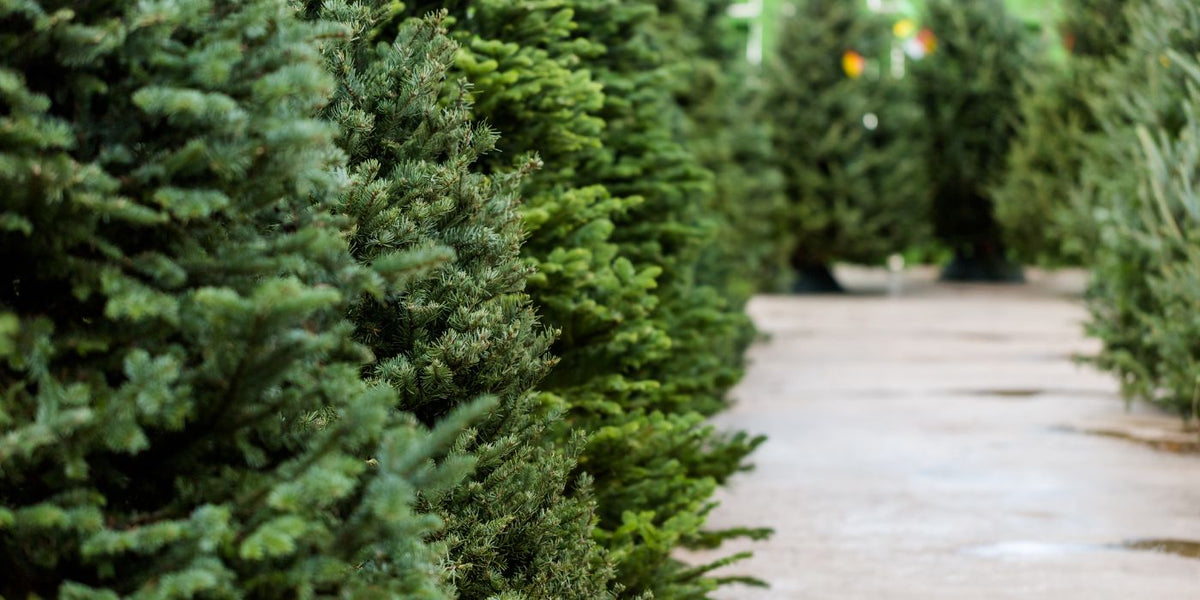 Kerstbomen