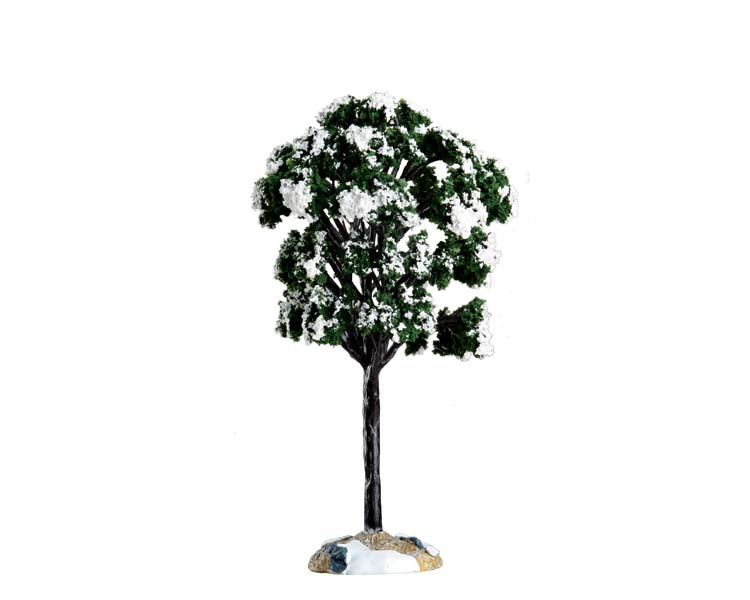 balsam fir tree, small