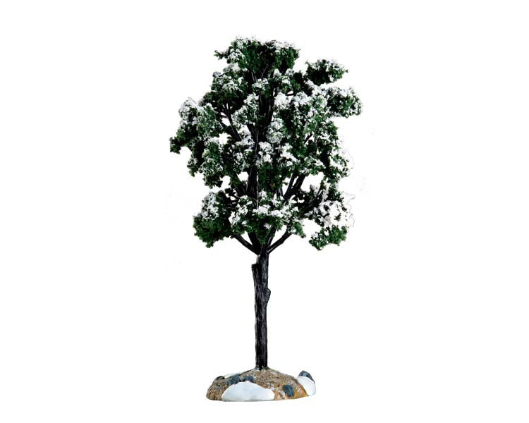 balsam fir tree, large