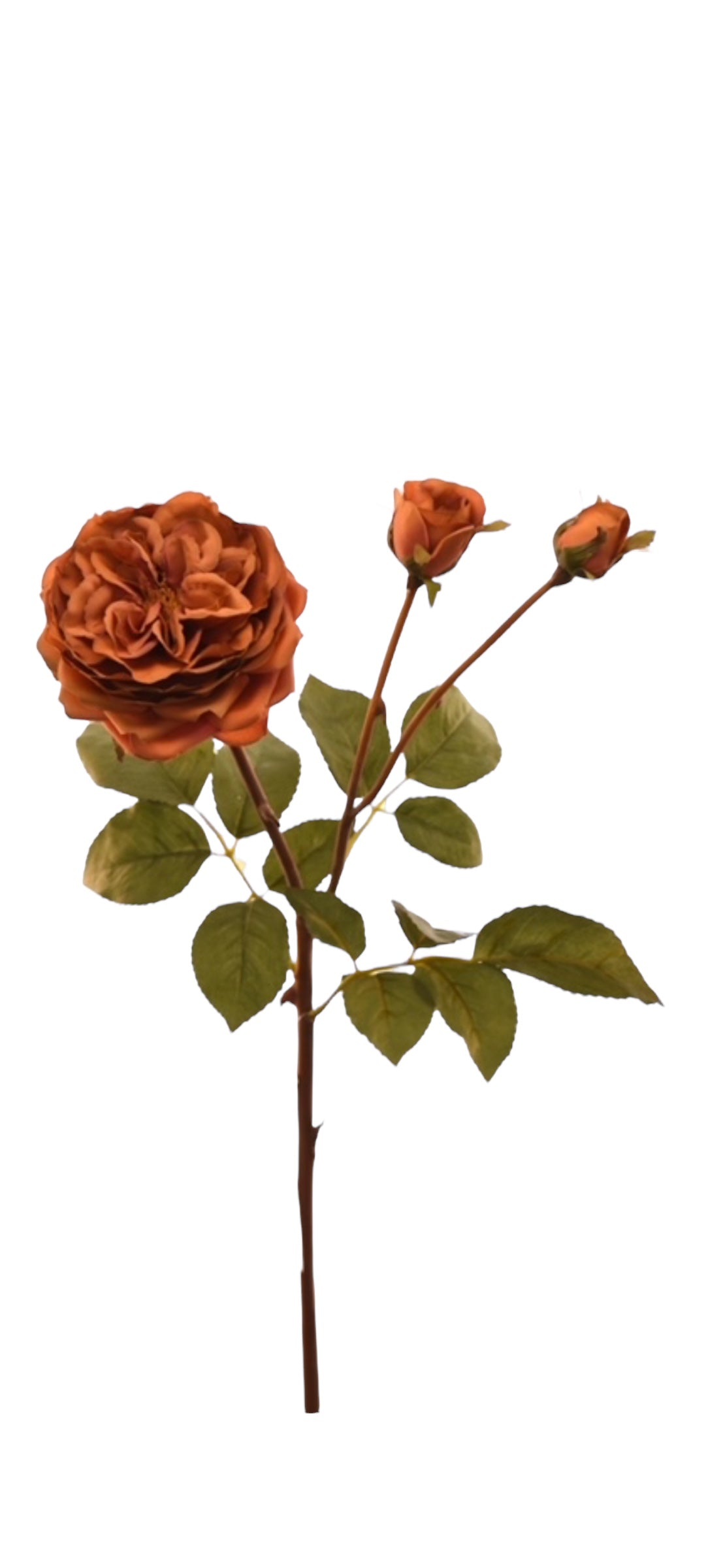 rose spray x 1 open + 2 knop 55 cm brown