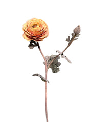 ranunculus x open + 1 knop 68 cm pink