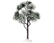 mountain pine, large