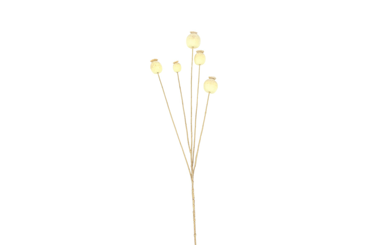 tak papaver crème