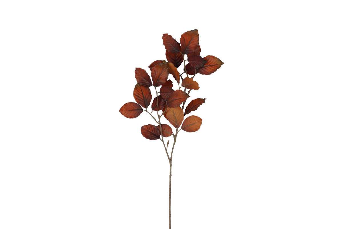 blad fagus bruin