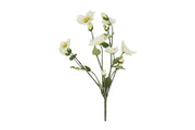 bloem helleborus wit