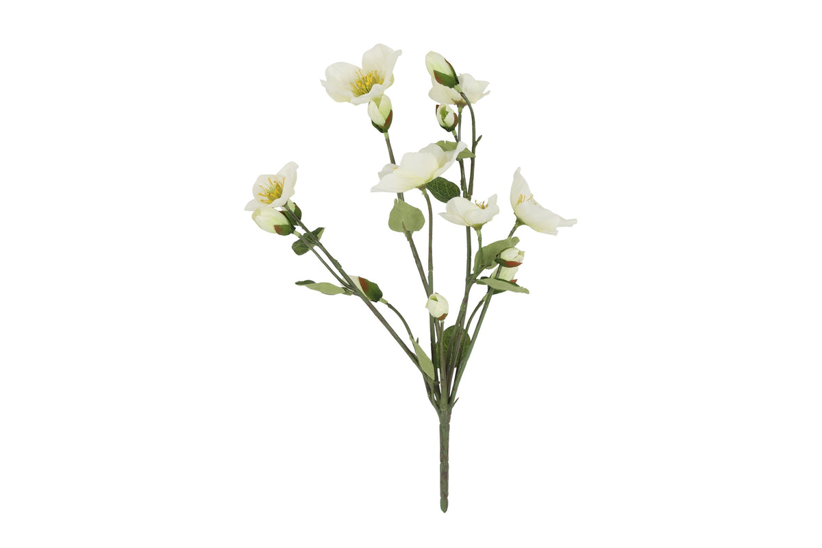 bloem helleborus wit
