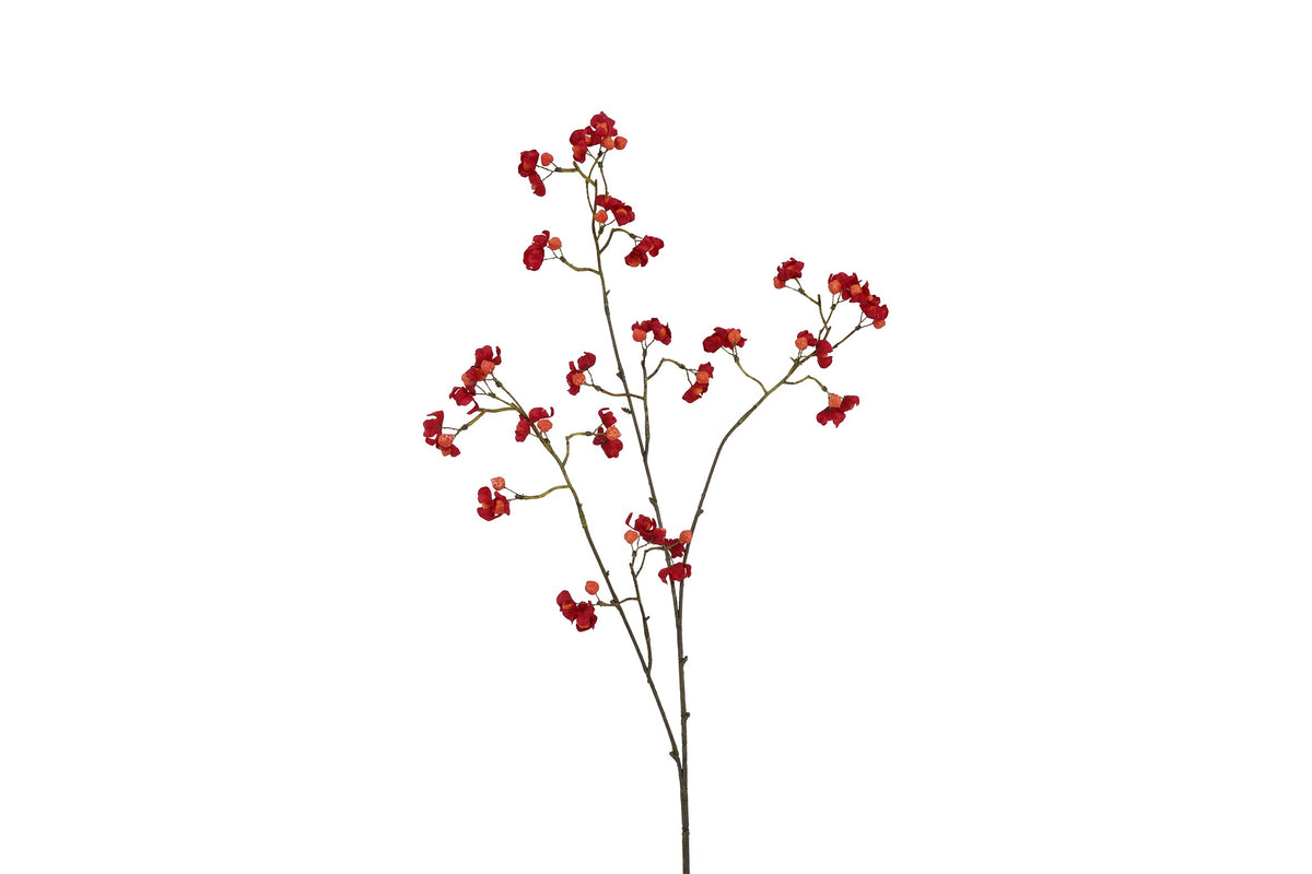 bloem euonymus rood