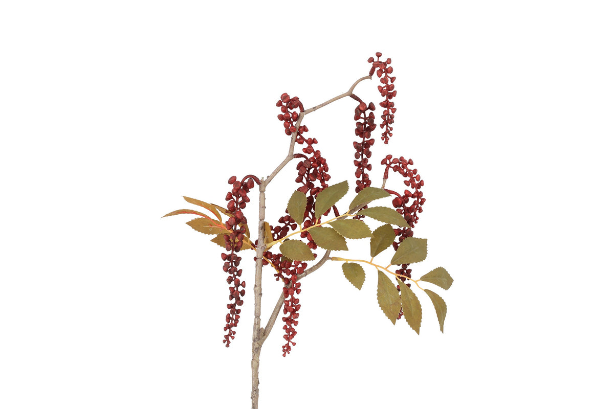 bloem phytolacca bordeaux
