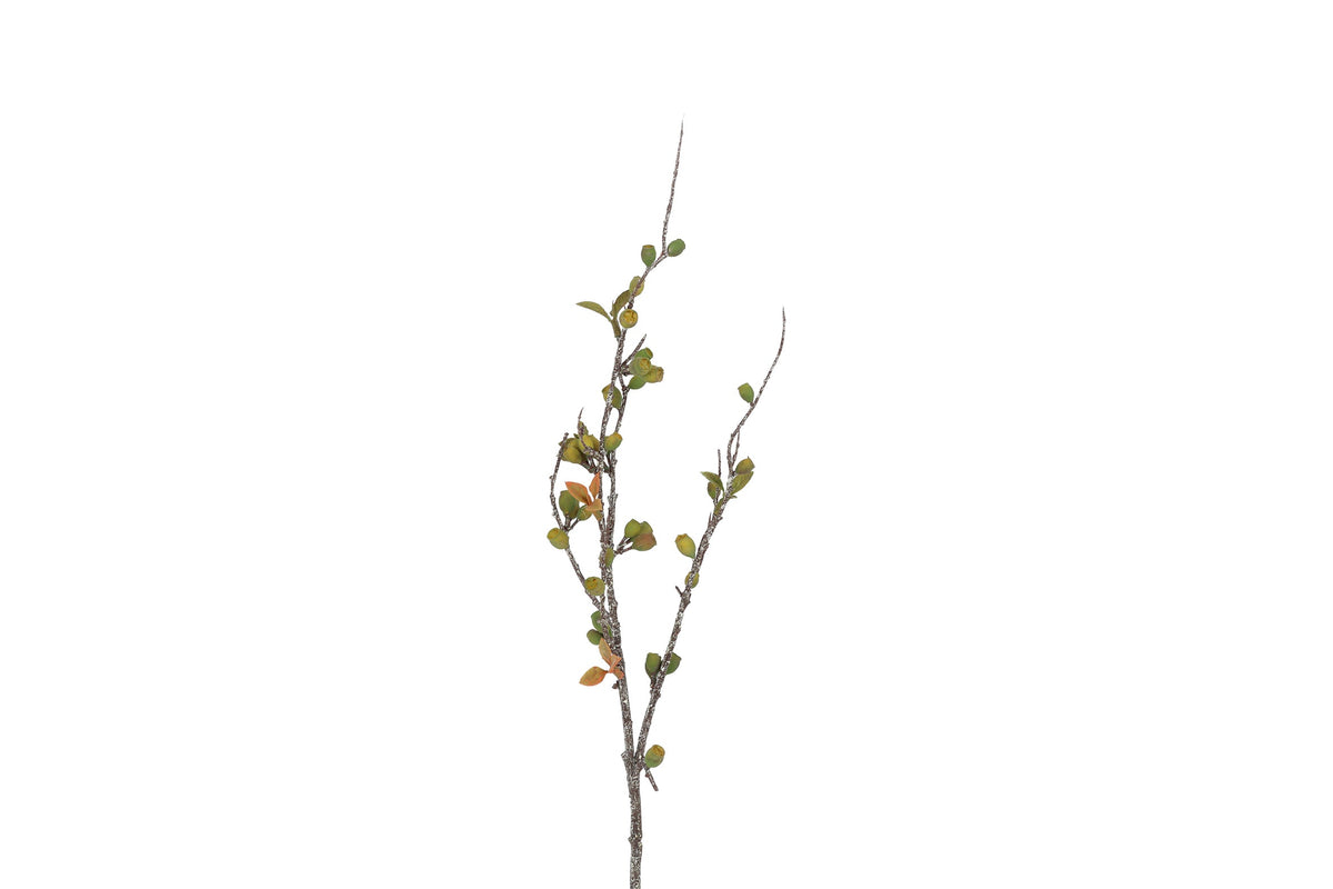bloem eucalyptus corymbia gr