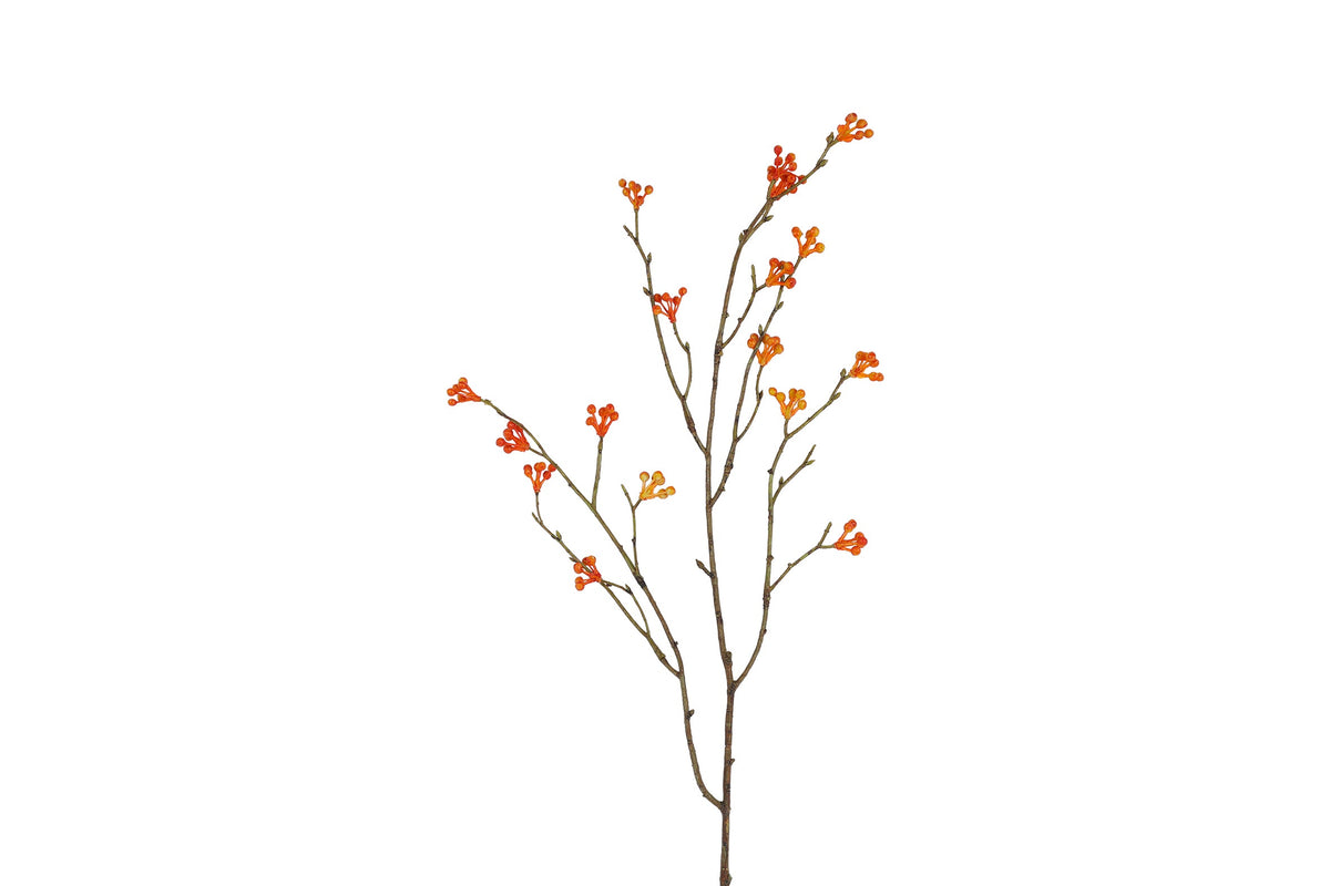 bes berberis l oranje