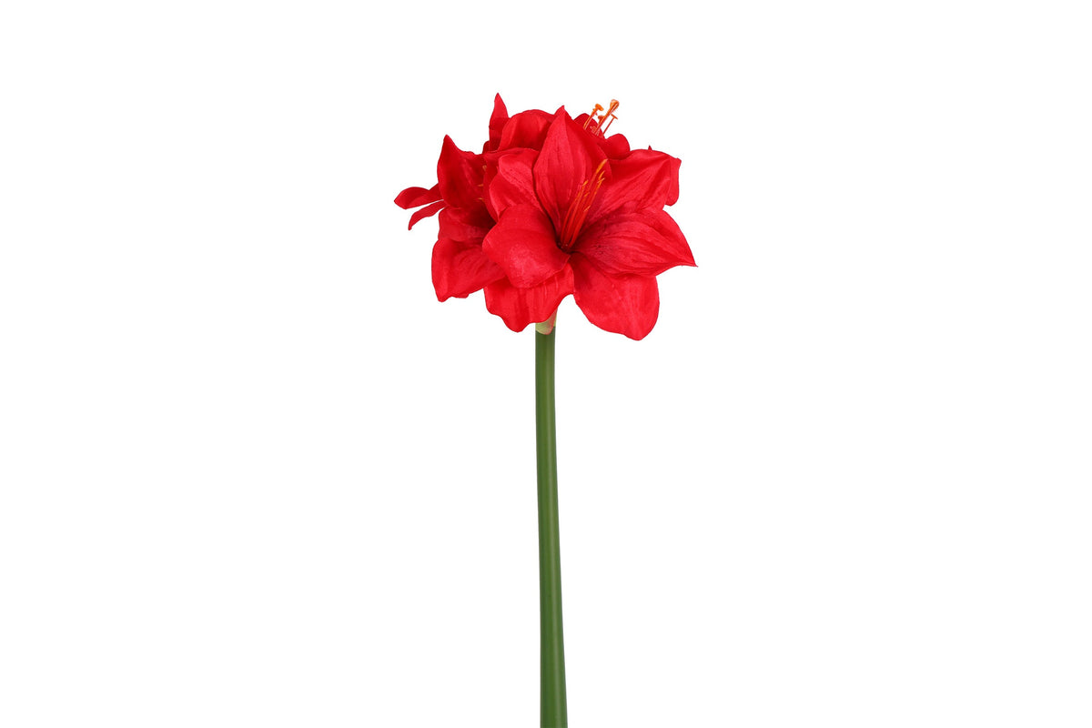bloem amaryllis l rood