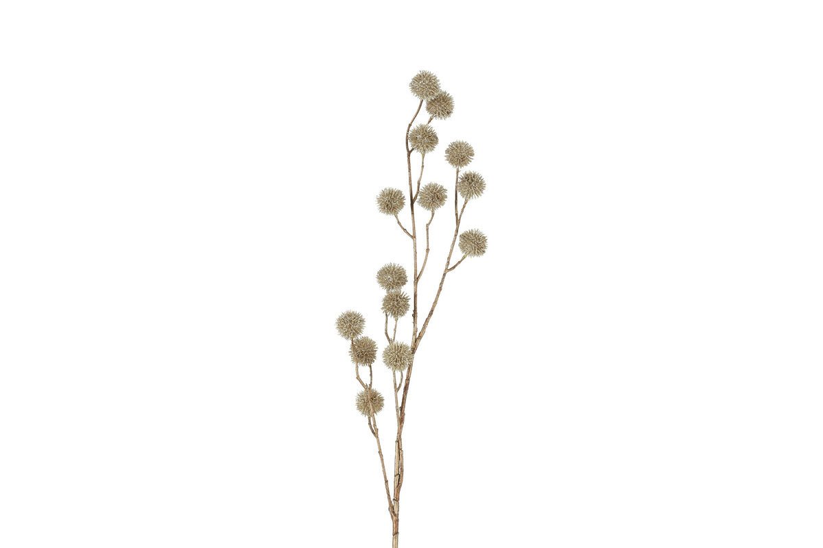 bloem echinops champagne