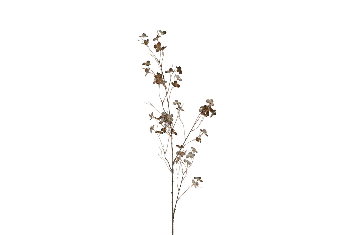 bloem prunus avium s bruin