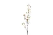 bloem prunus avium s crème