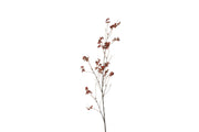 bloem prunus avium s rood