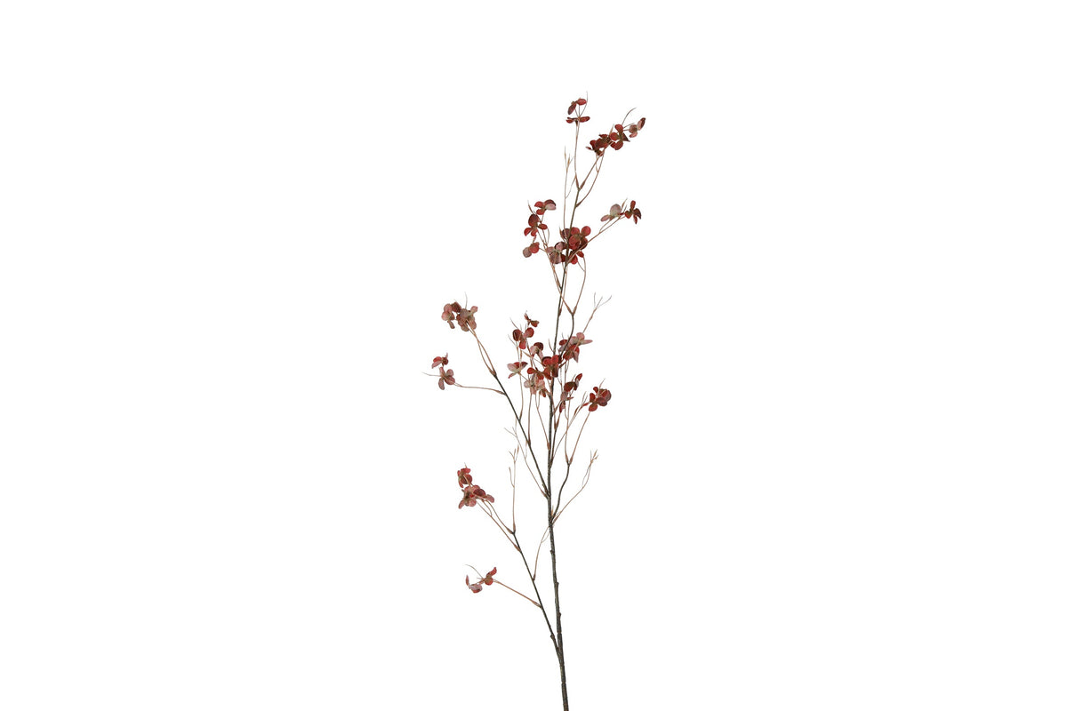 bloem prunus avium s rood
