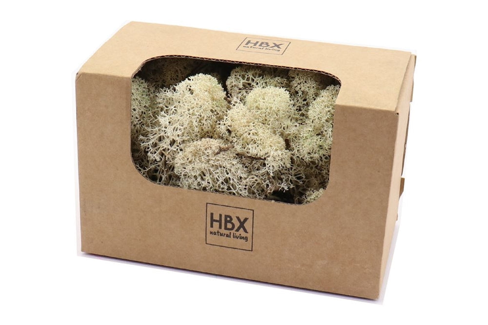 moss reindeer 50g white