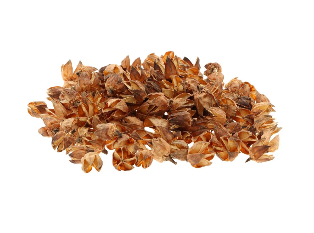 hibiscus pod 50g l9w8h25 natural