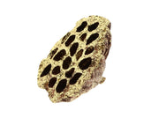 lotus large glitter 8-10cm 1pc natural