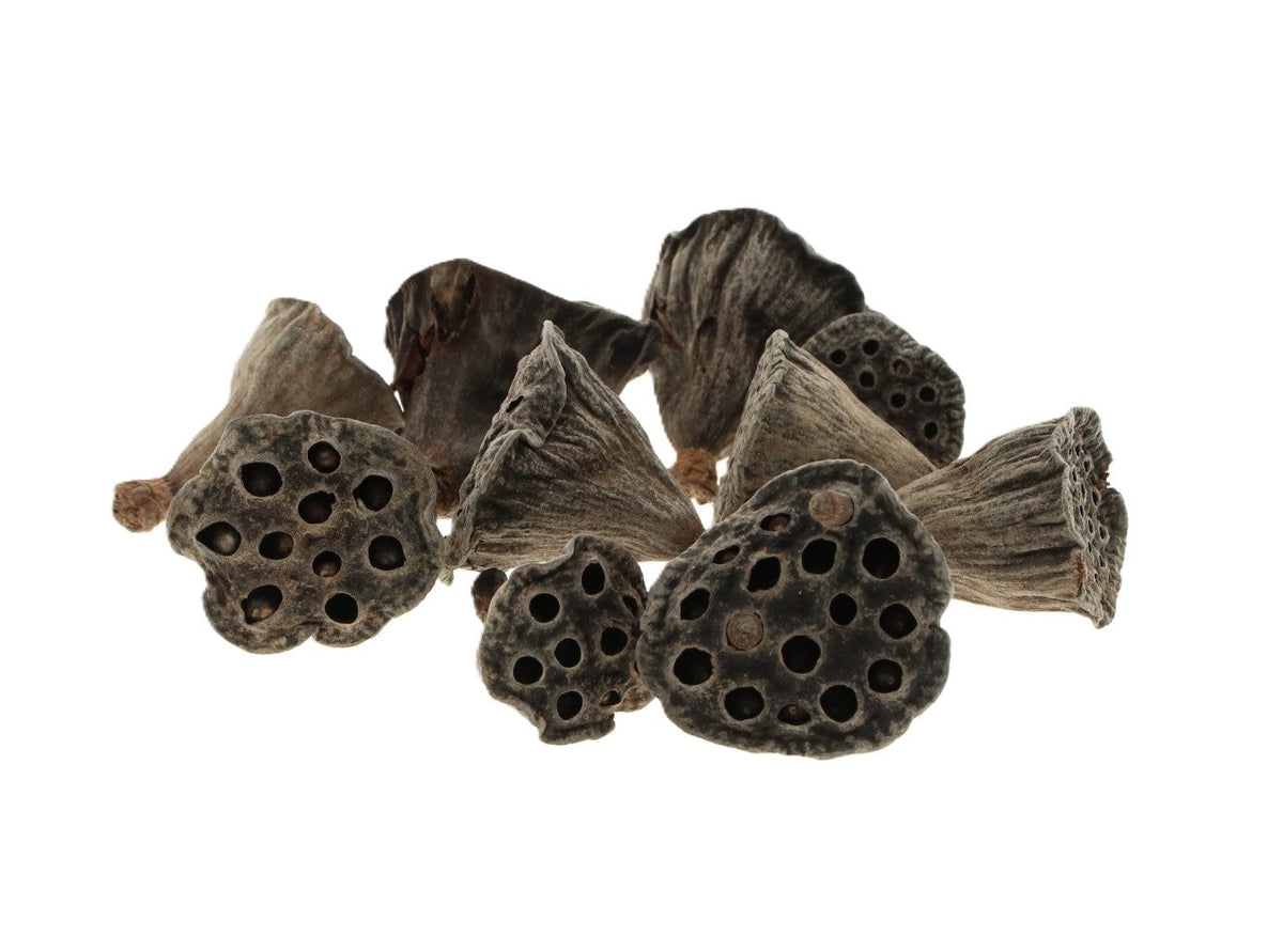 lotus mini 10pc natural