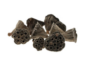 lotus mini 10pc natural
