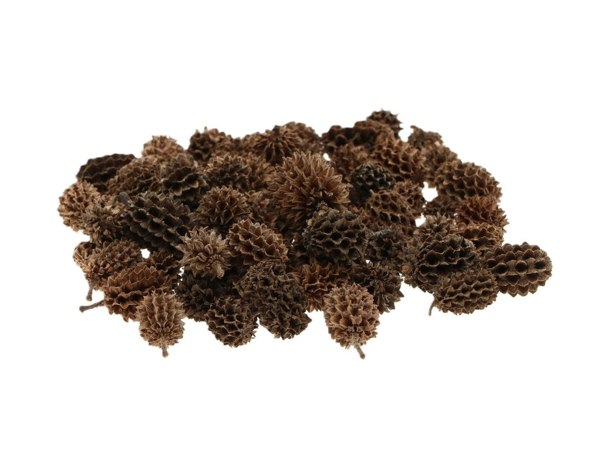 casuarina pods 40gr natural