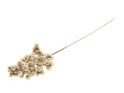 stem frost berry l65 champagne