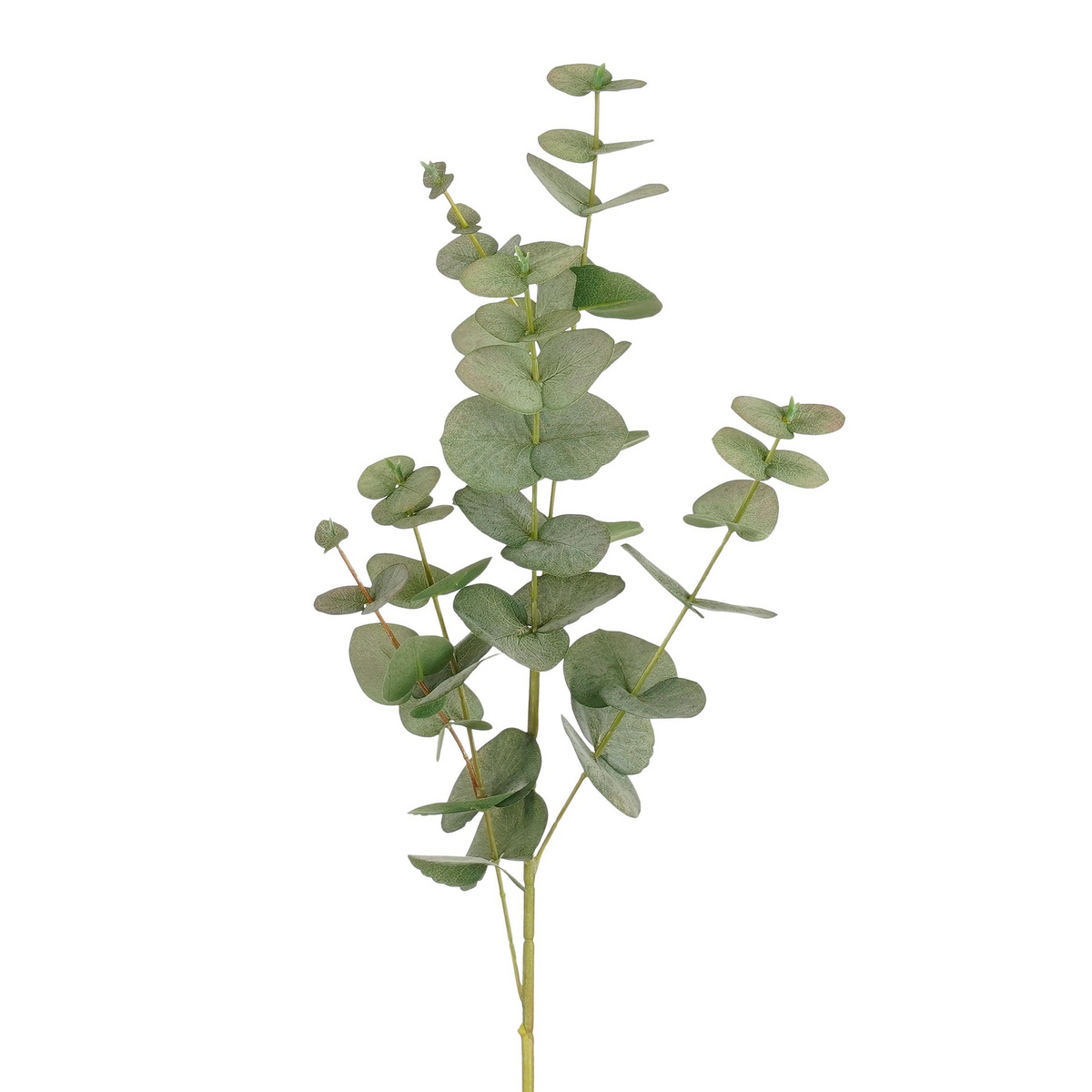 eucalyptus groen - l85cm
