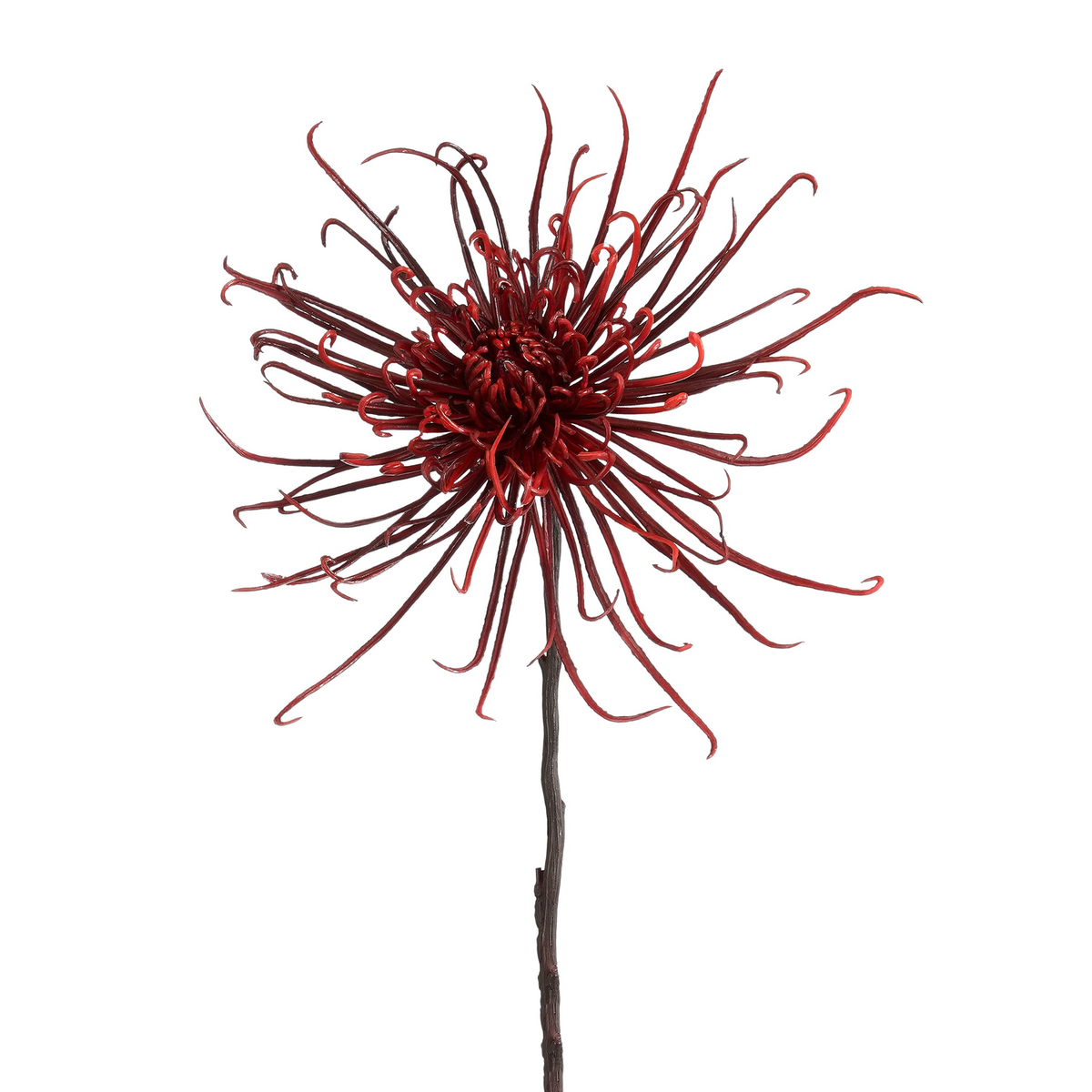 chrysant bordeaux - l77cm