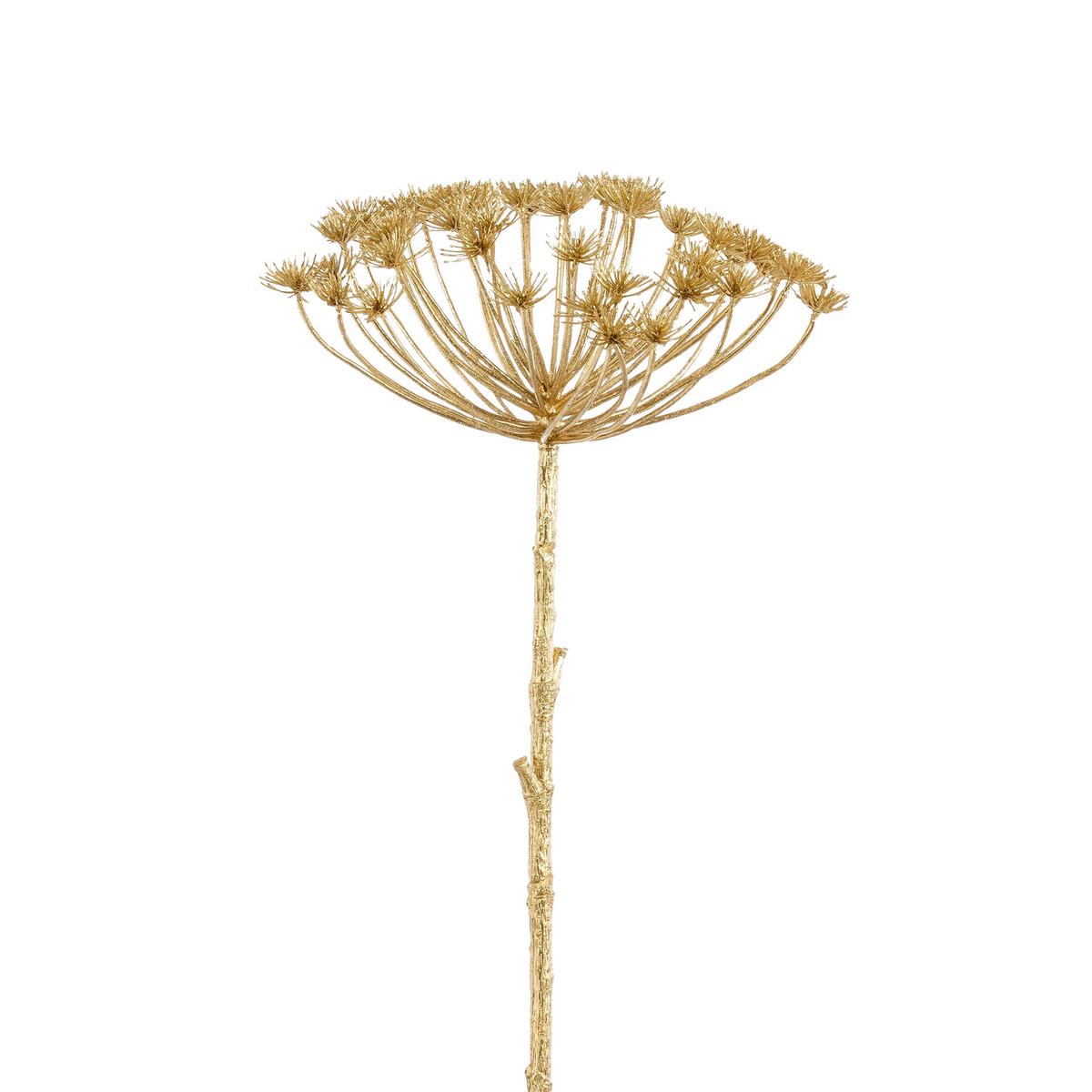 daucus carota goud - l78cm