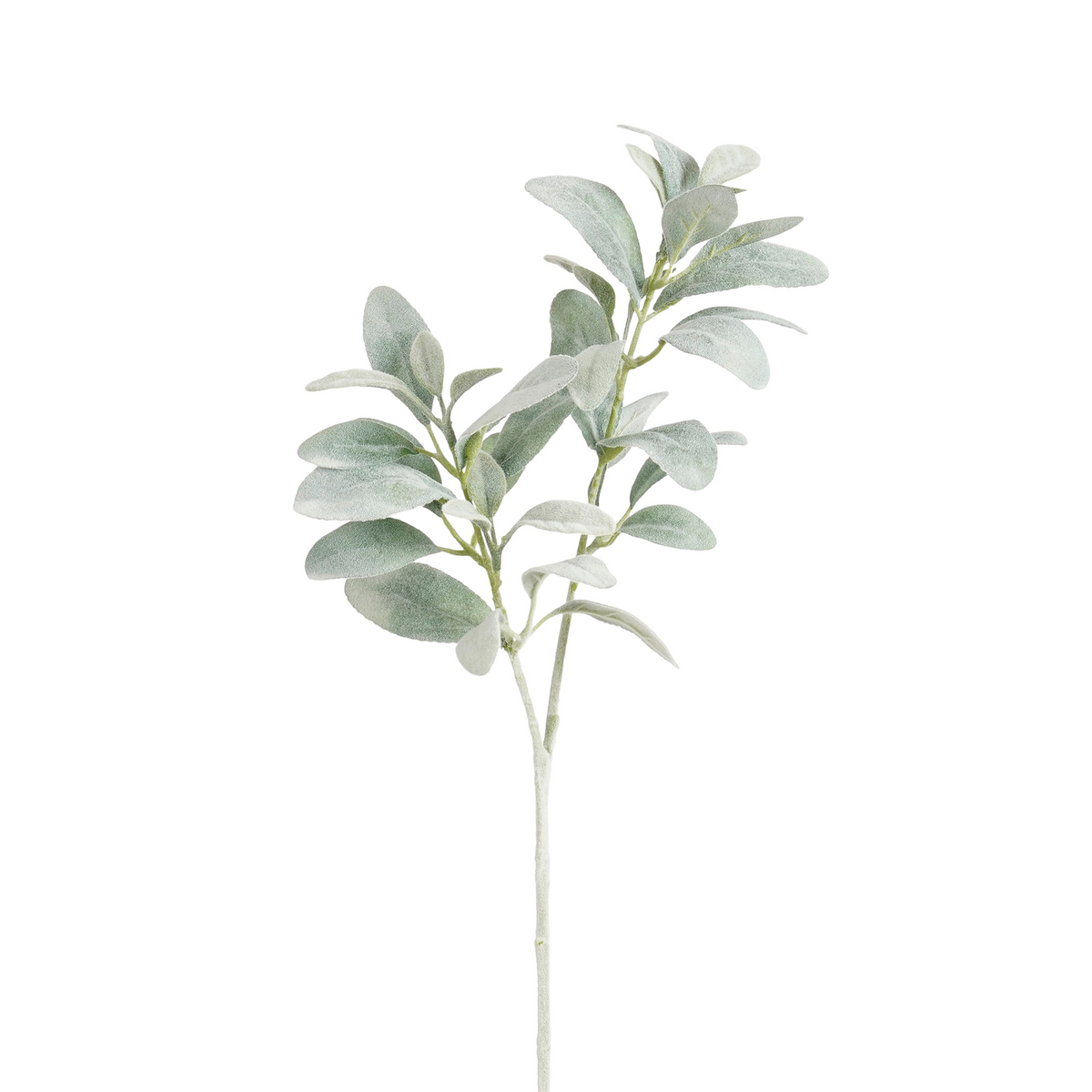 stachys byzantina groen - l74cm