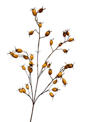 rose hip spray 76 cm light brown
