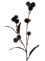 distel spray sm 61 cm brown