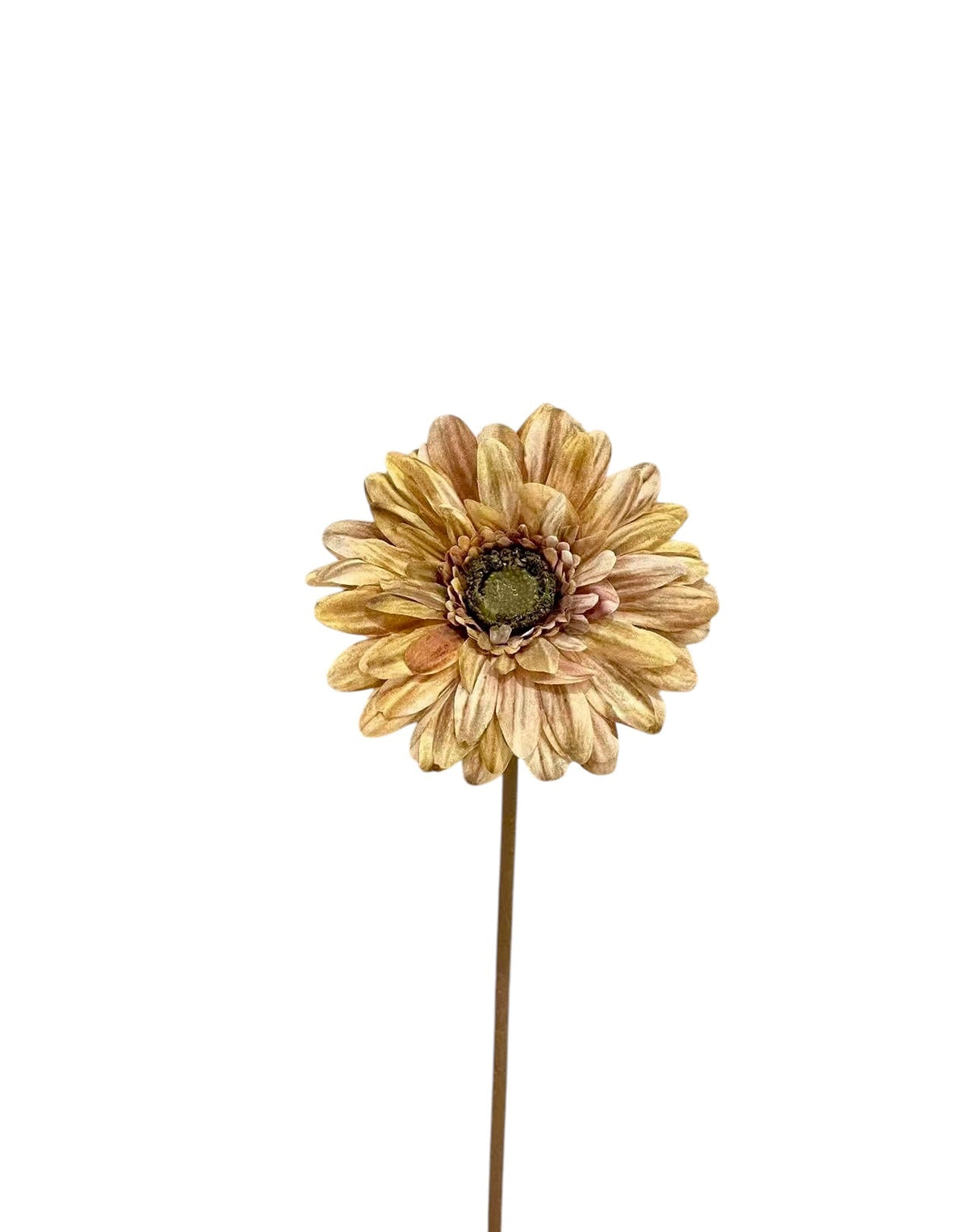 gerbera spray 50 cm coffee