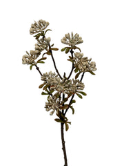 sedum spray 52 cm lt coffee