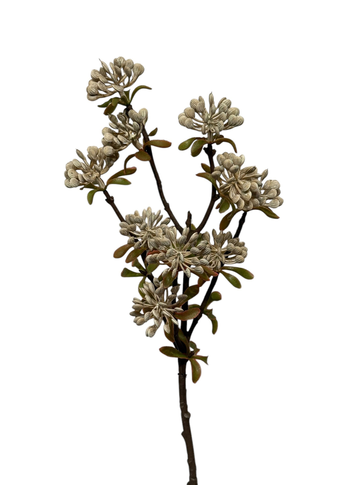 sedum spray 52 cm lt coffee