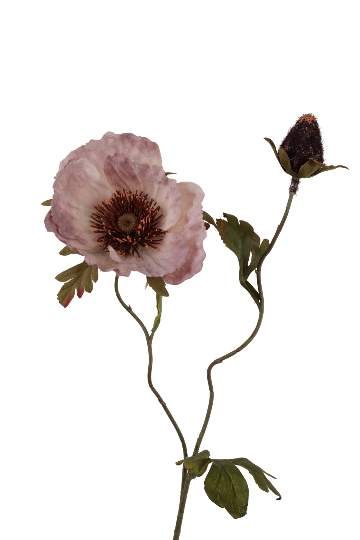 papaver x 1 w/1 bud 85 cm mosterd