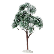 mountain pine, extra large