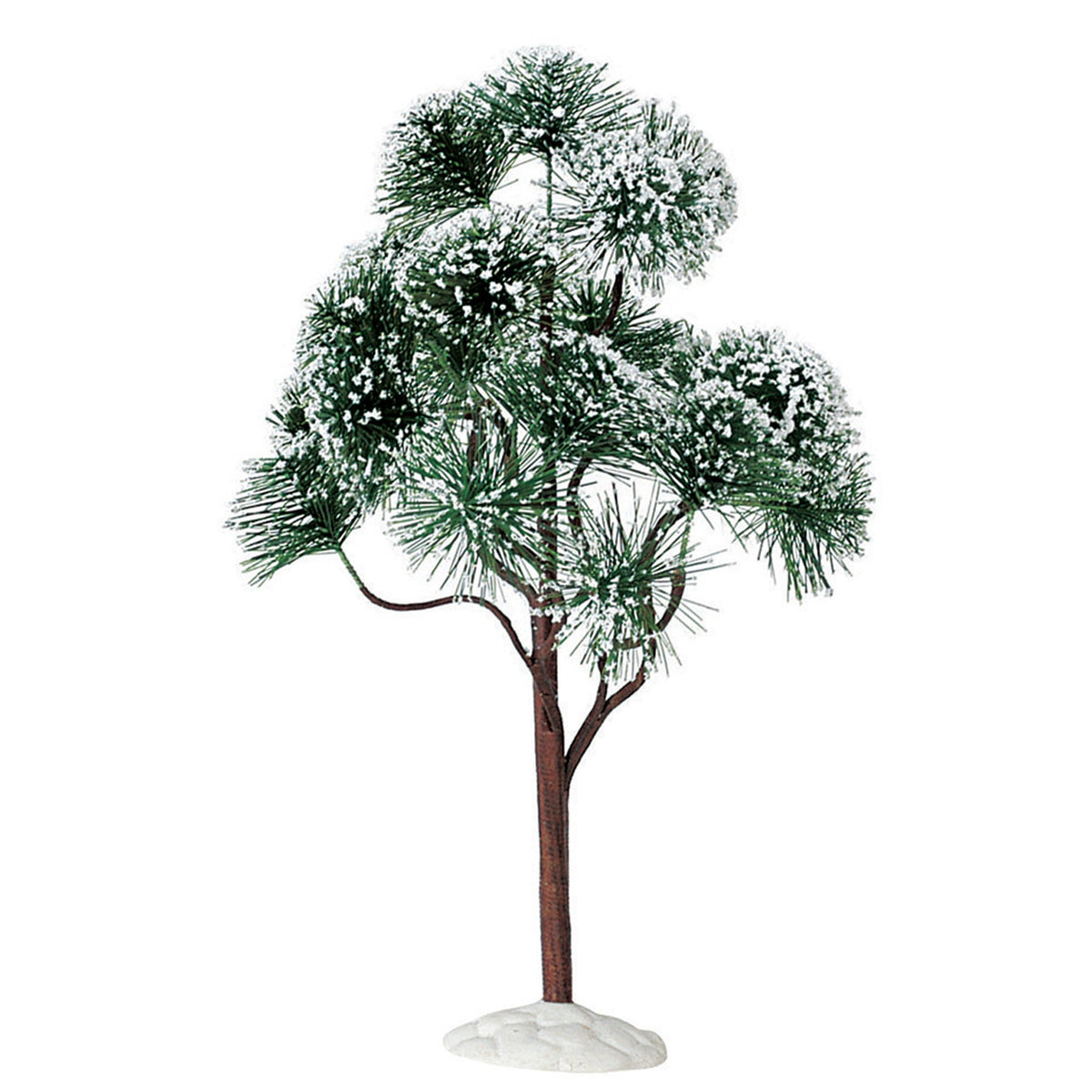 mountain pine, extra large