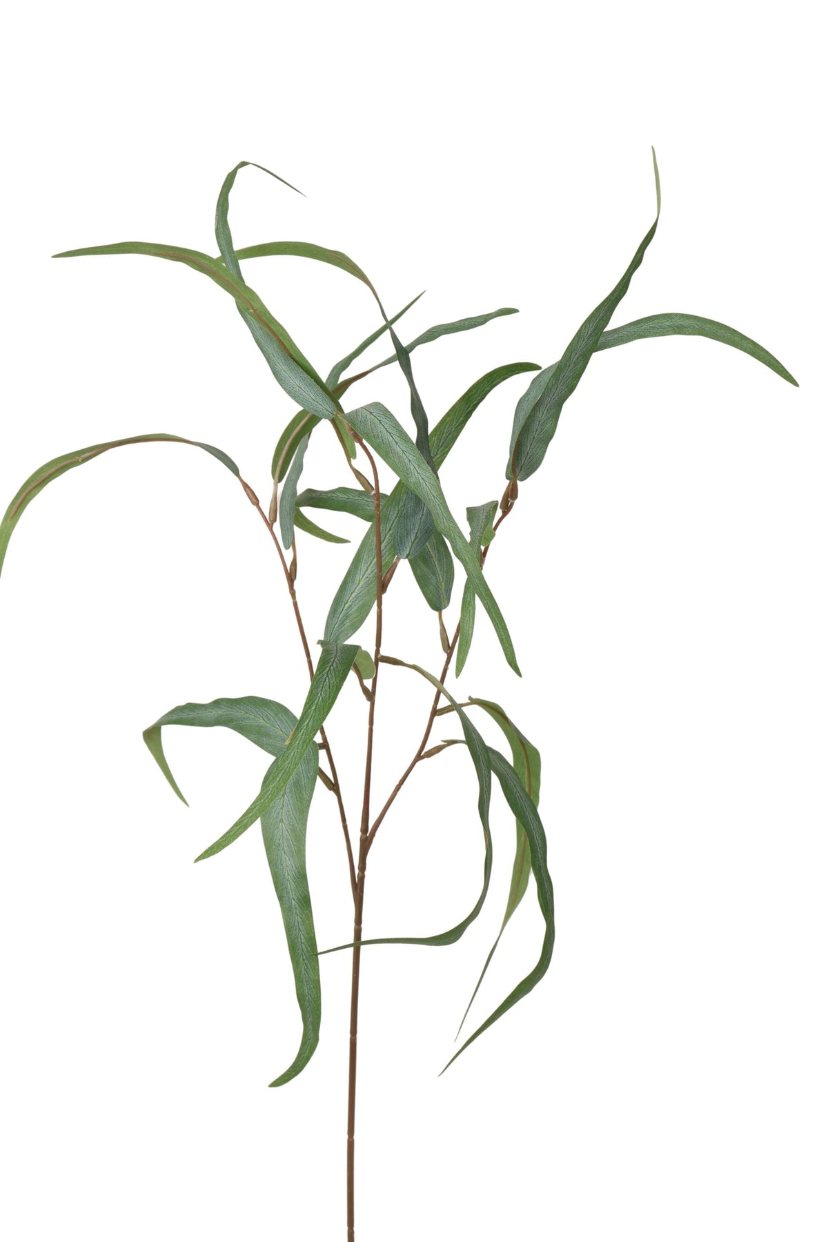 eucalyptus fijn 75 cm grijs
