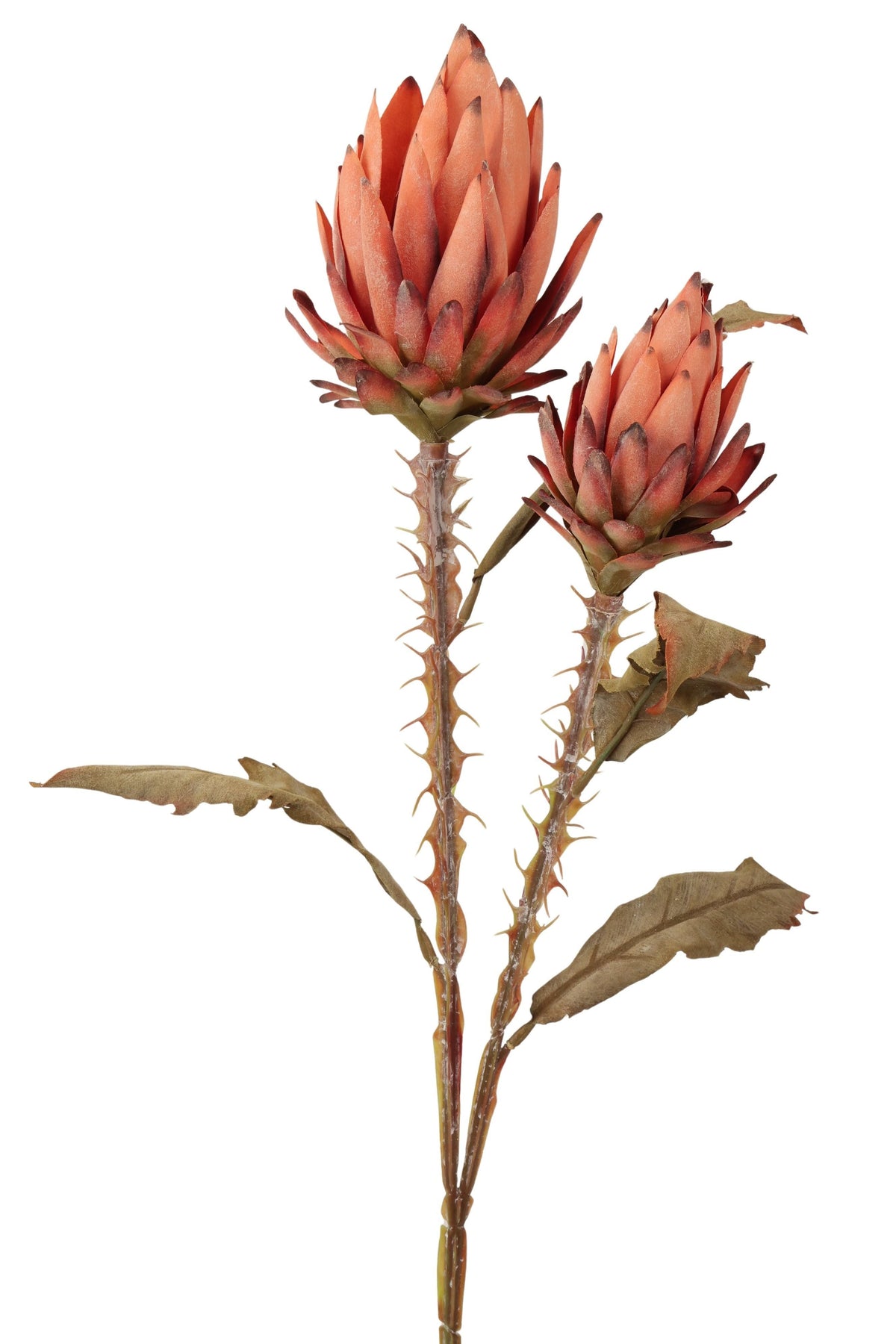 protea x 2 tak 73 cm bruin