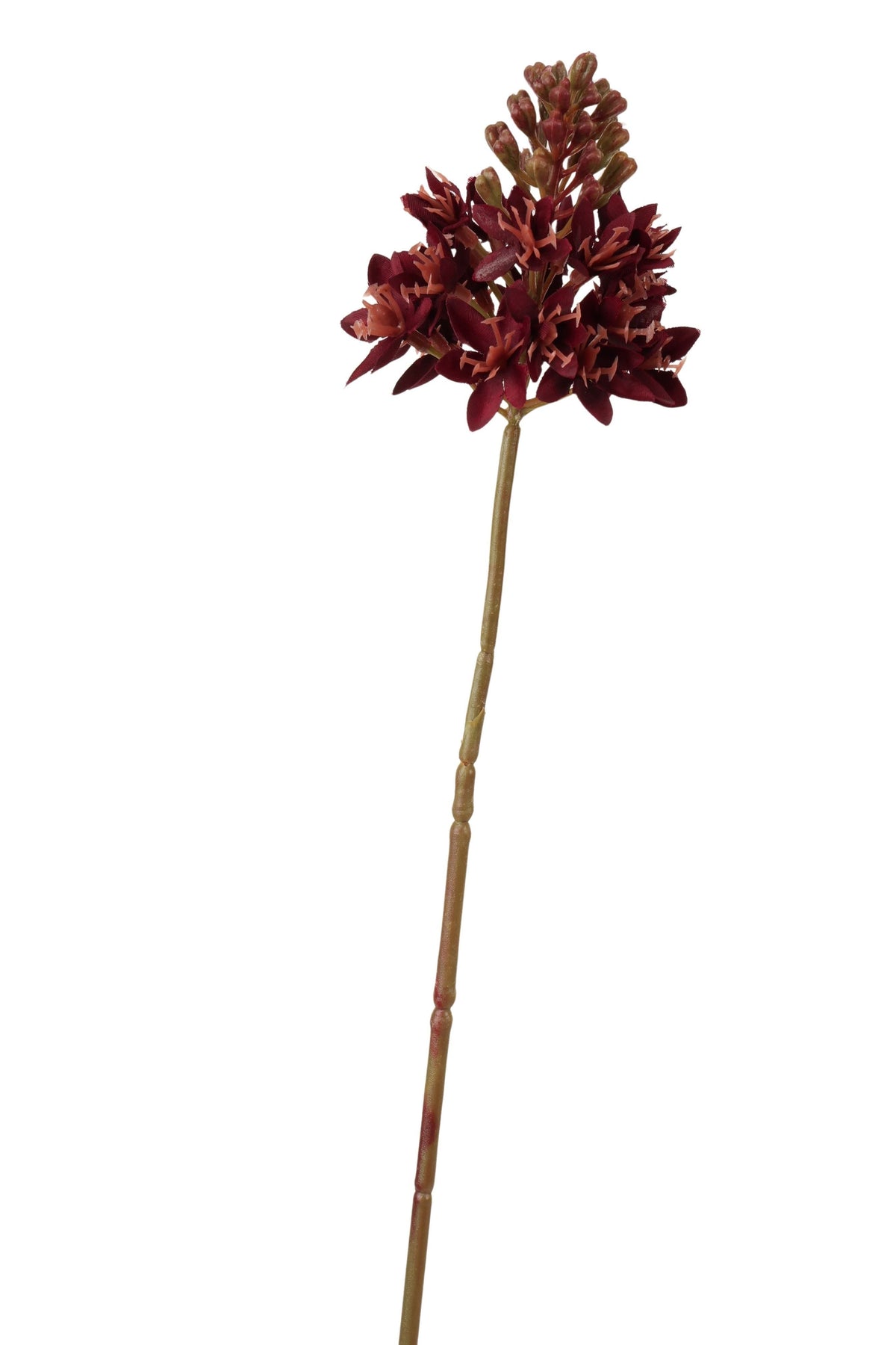ornitigalum spray 72 cm bordeaux