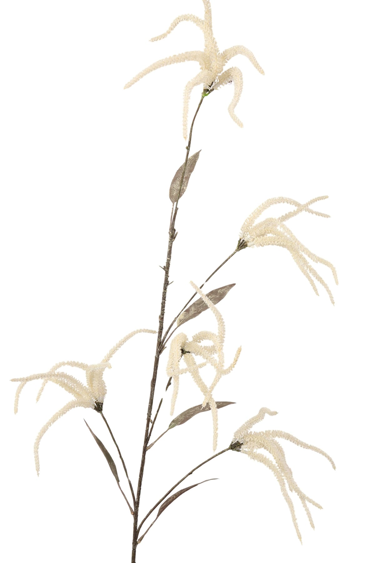 salvia spay x 5 125cm white
